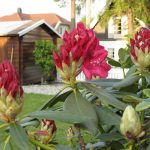 Ikke så lenge til blomstring av rododendron