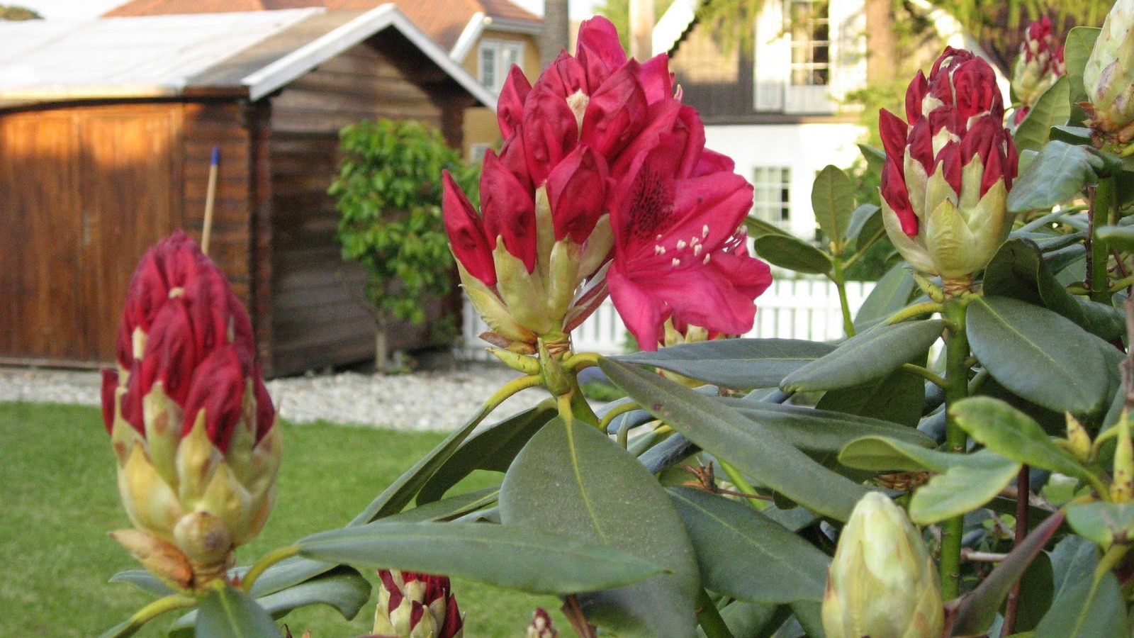 Ikke så lenge til blomstring av rododendron