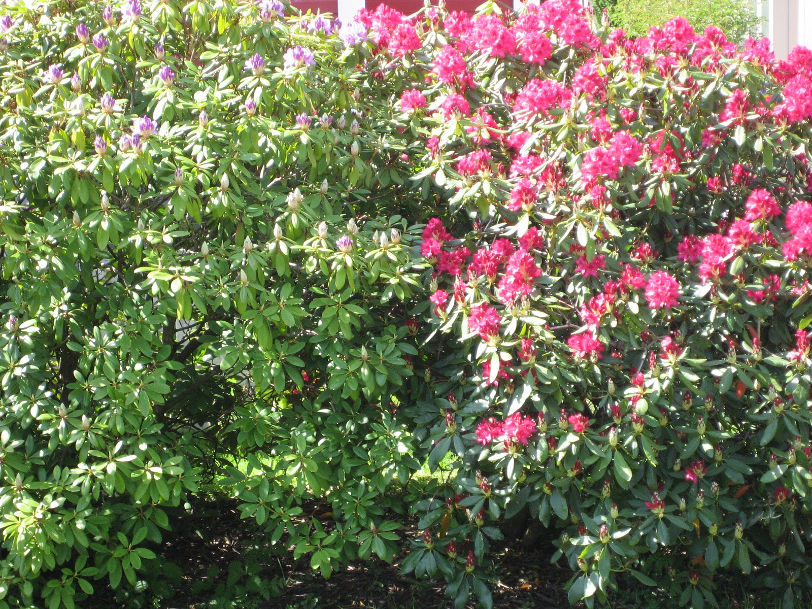 Rododenron i full blomst