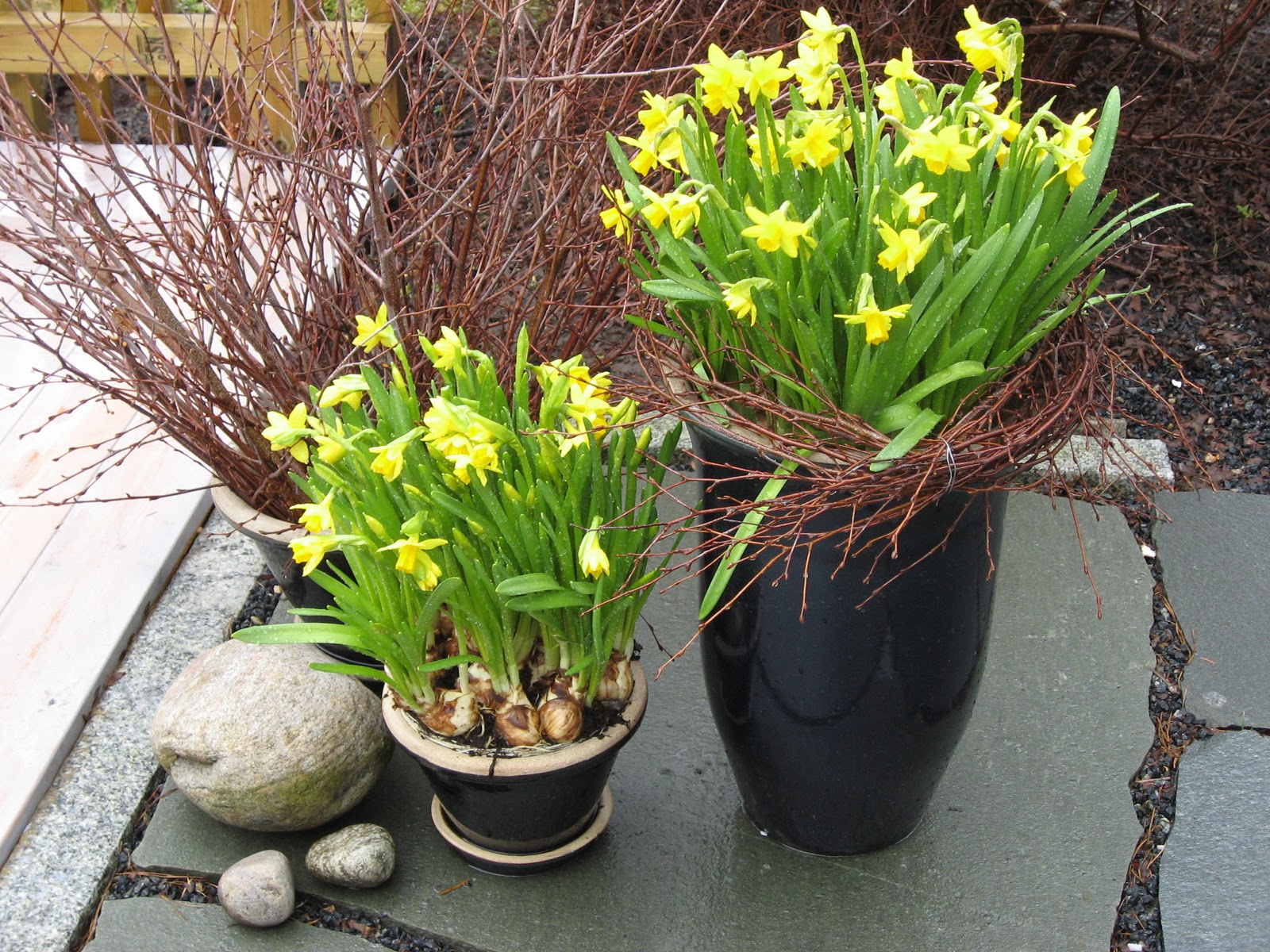 Når våren endelig er her - påskeliljer i krukker