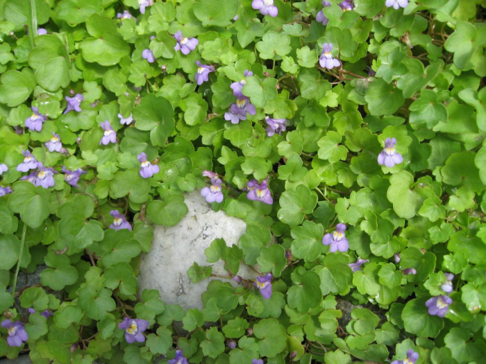 Blomster - murtorskemunn