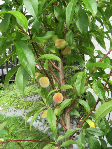 Hagerunde i feritiden - ferskentreet gir frukt
