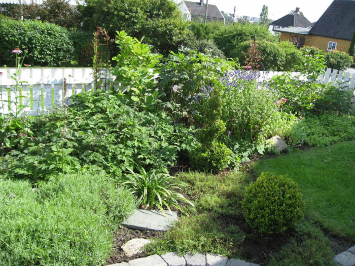 Agapanthusen er avblomstret og blir klippet