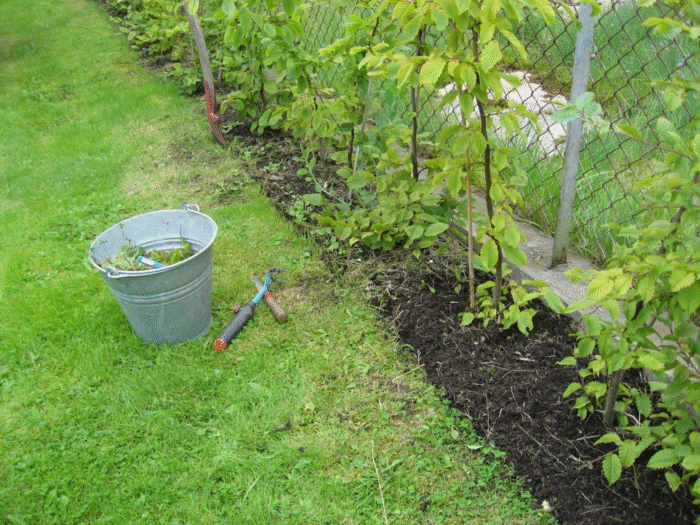 Agnbøkshekken året etter beplantning