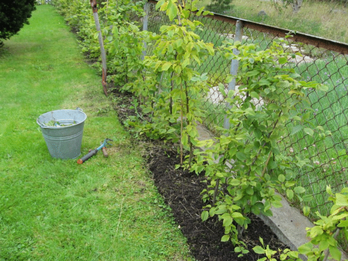 JAS beskjæring av agnbøkshekken vises 1 år etter beplantning