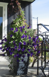 En blomstrende krukke på verandaen