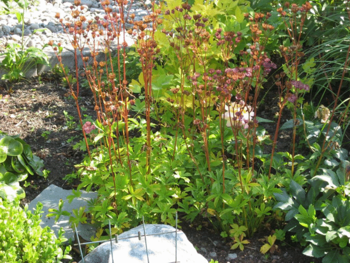 Vissent skal klippes ned