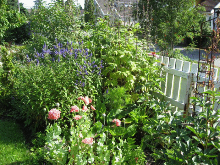 Nærbilde av fine stauder jeg har i dette bedet