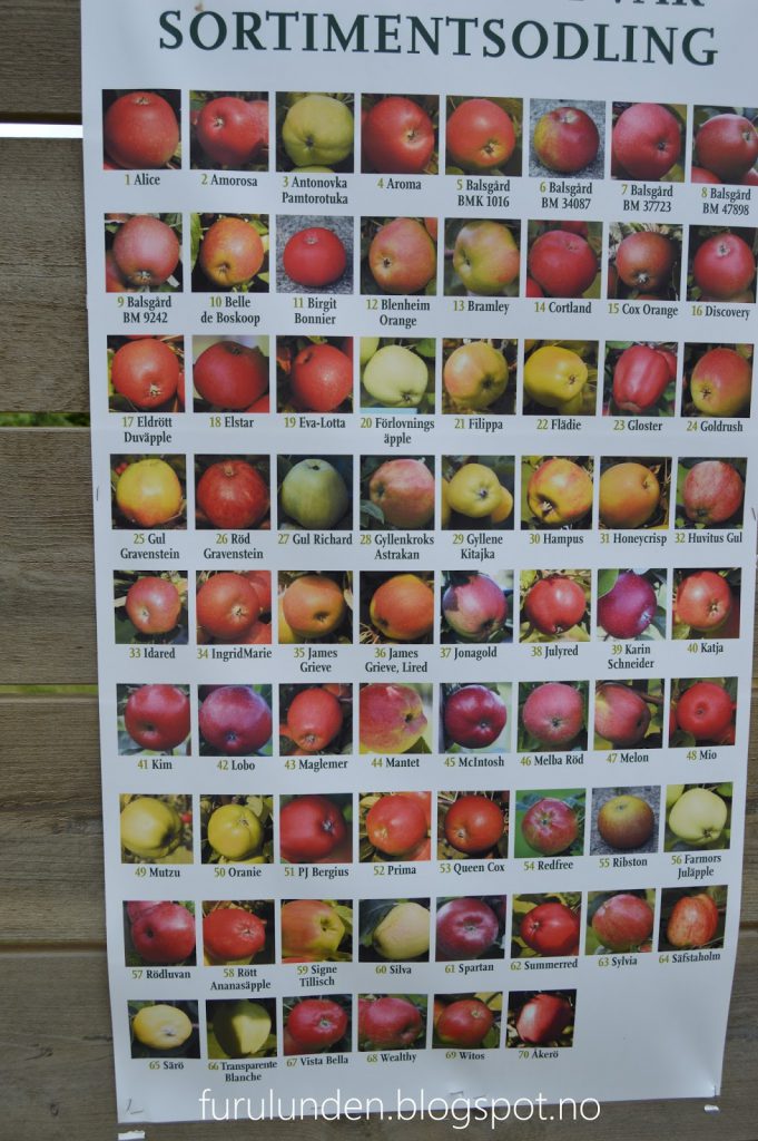 Plakat med utvalget av eplesorter på Kiviks Musteri