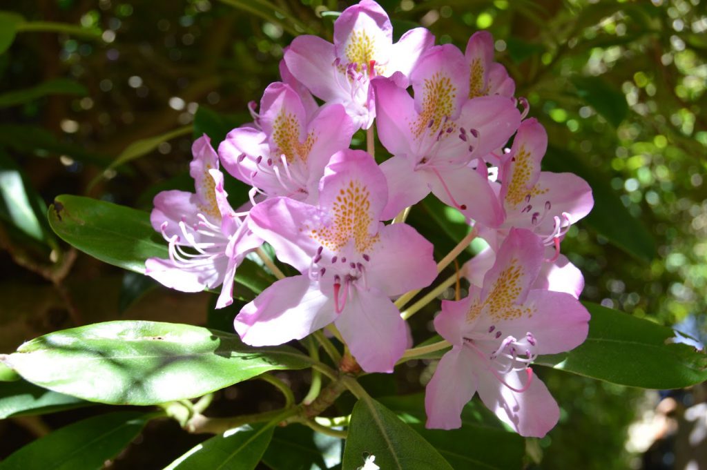 Rododendron på nært hold