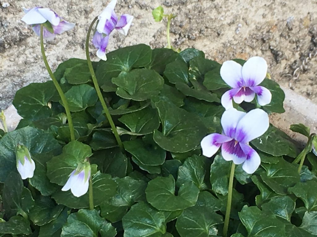 Nærbilde av viola hederacea - fiol