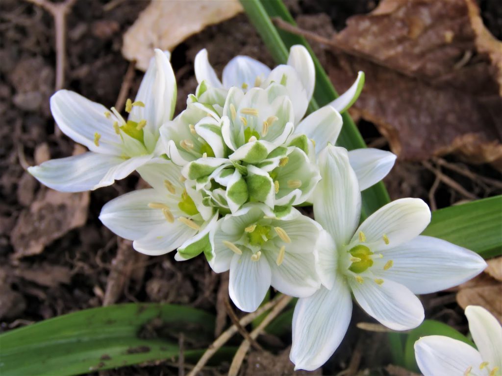 Hvit løkblomst i hagen