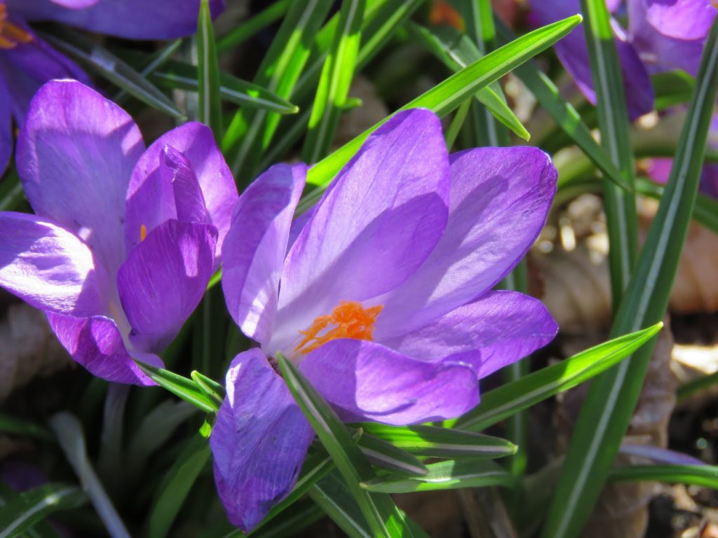 Krokus hilser et på gjensyn