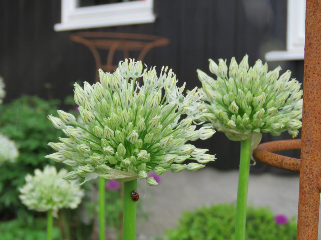 Vakker Allium i hagen? Bruk gjerne frø til formering