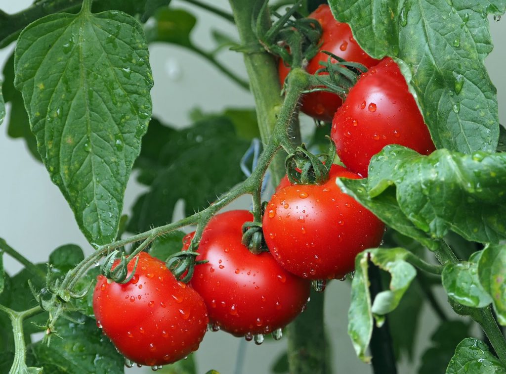 Tomater - lag tomatplanter fra egne frø. 