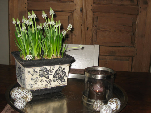 Ideer til hvit vårblomstring i krukker - Perleblomster i stuen