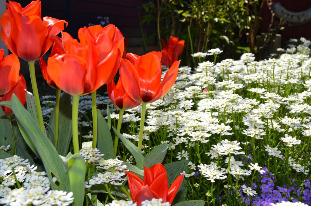En solrik dag i Cornelias Verden - Røde tulipaner sammen med hvit bunndekker, vakkert.
