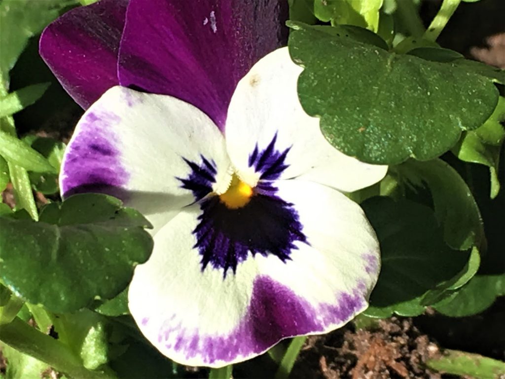 Vårblomster i krukker har ankommet hytta - Nærbilde av småblomstret stemorsblomst