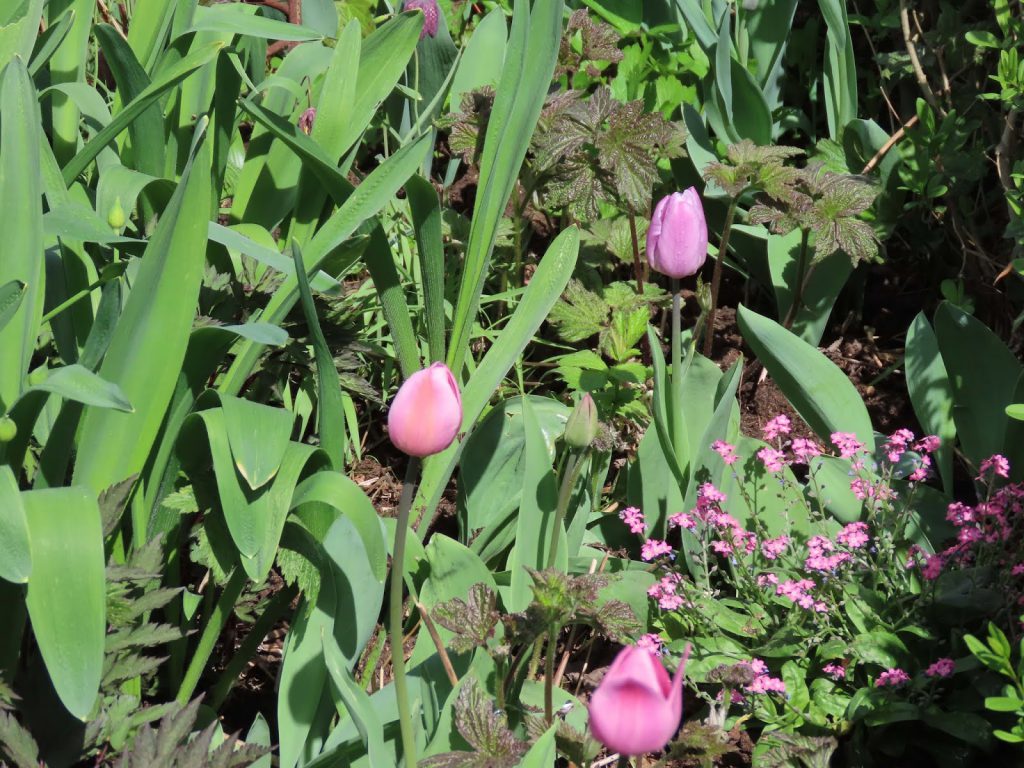 Kom mai, du skjønne milde - Rosa forglemmegei sammen med rosa tulipanerIMG_1210-min