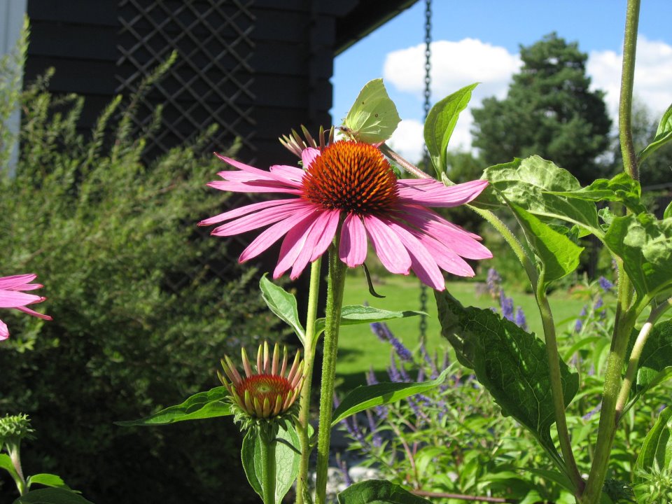 Tips til humlevennlige planter for hagen din - purpusolhatt med besøk av sommerfugl