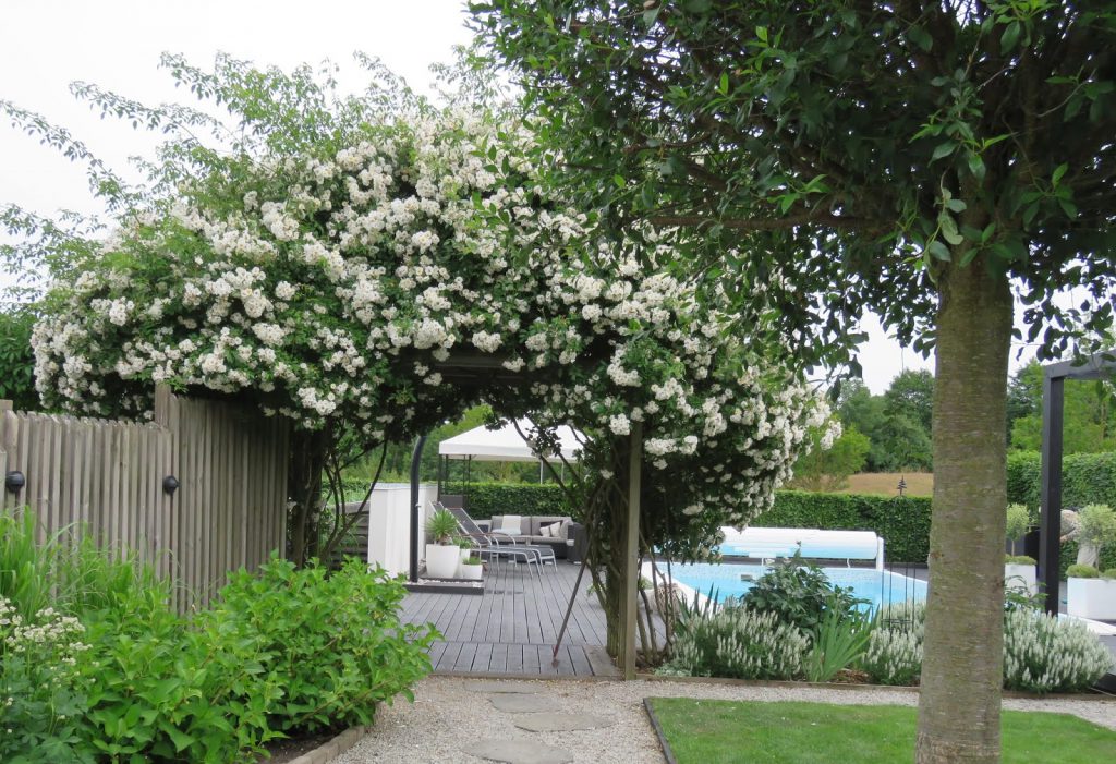 Nyt den hvite hagen - En fantastisk rosepergola i my white garden, trädgårdsrundan, Helsingborg