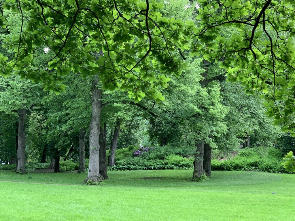 Slottsparken - en oase i hovedstaden vår, Oslo. Det er idag omtrent 1100 trær i parken  IMG_0247-min