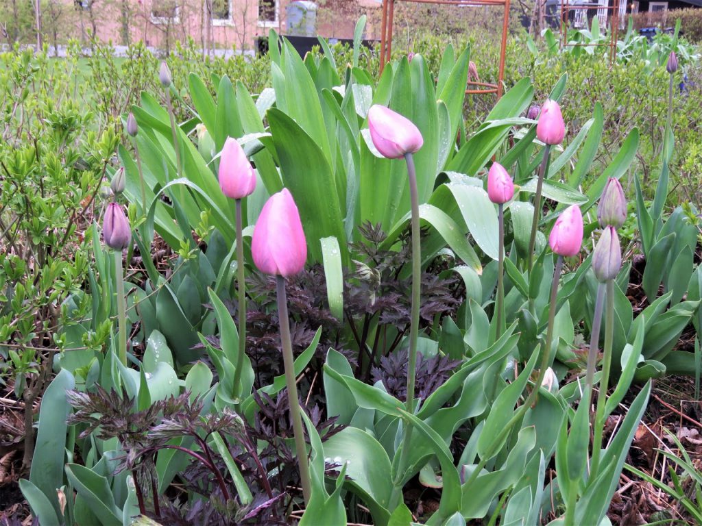 Tulipaner og høstormedrue