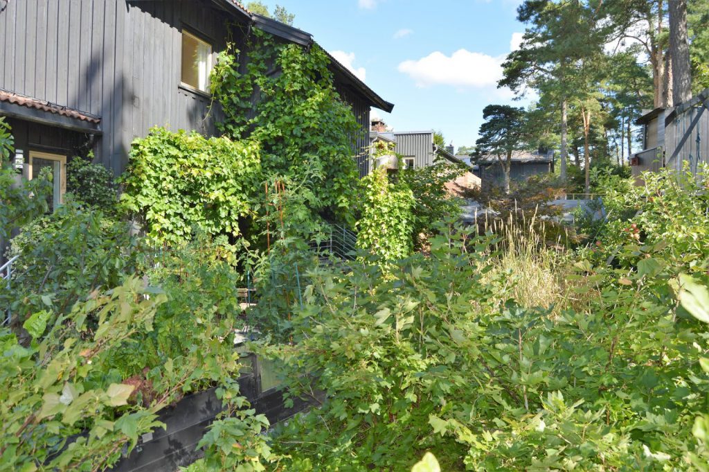 Se en hage i harmoni med seg selv - Bærbusker og annet mot huset. Furulunden