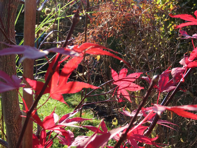 Detaljer i hagen når høsten er her - mens lønneblader fortsatt sitter på  