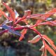 I nærkontakt med høstens Svarthyll - for et fantastisk bladverk