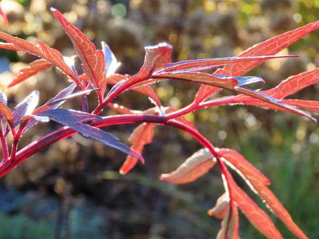 I nærkontakt med høstens Svarthyll - for et fantastisk bladverk