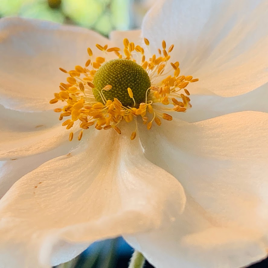 Vil du vite mer om Høstanemone - Hvit blomst med gule støvbærere