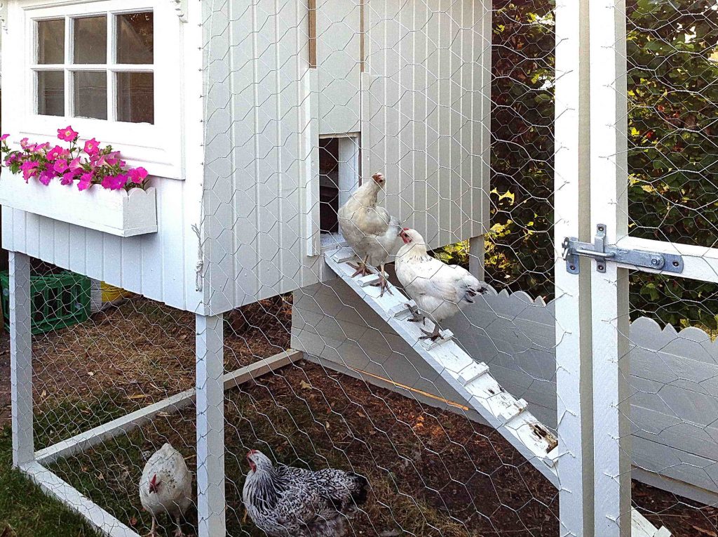 Hønsehus i en hage -min
