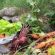 Grønnsaker dyrket økologisk i pallekarmer