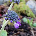 Detalj fra kuleprimula bak i rufsehagen