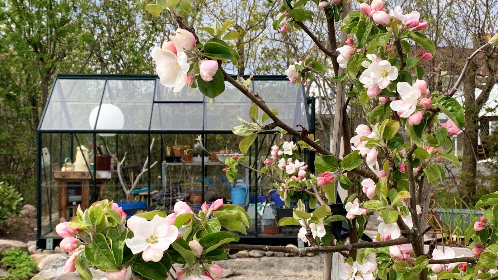 En hage med fjellknauser – en sniktitt inn i våren - drivhuset i perspektiv fra epletreet