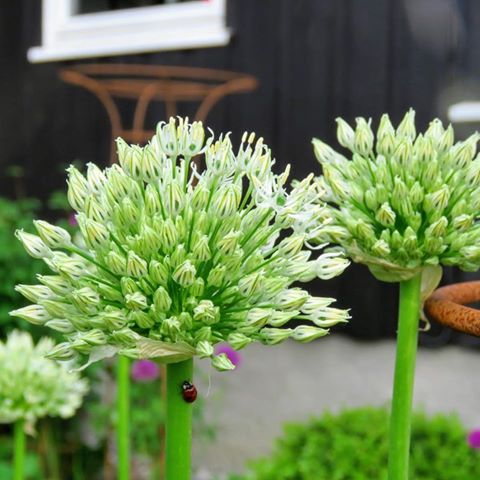 Prydløken Allium - hagens eget fyrverkeri - Her har den besøk av marihøne