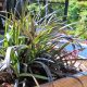 Ophiopogon Planiscapus-nigrescens - svart liljegress- et vakkert og meget dekorativt gress