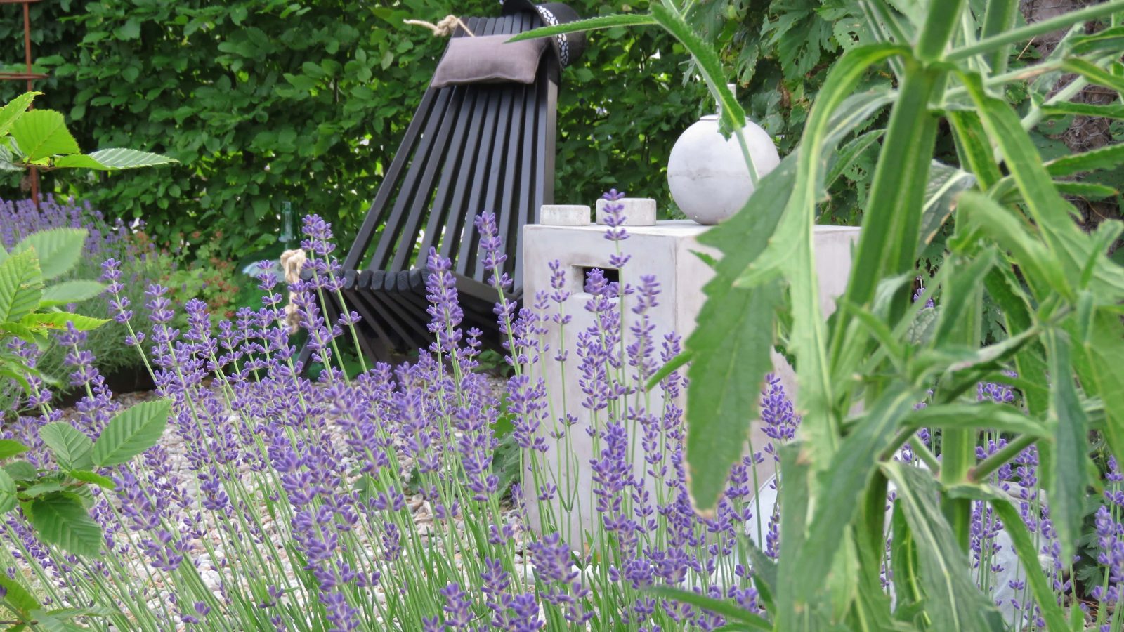 Ned med Lavendel opp med Kjempeverbena - er du klar. Lavendel i full blomst