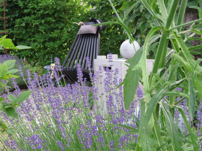 Ned med Lavendel opp med Kjempeverbena - er du klar. Lavendel i full blomst