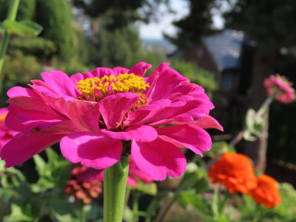 Nærbilde av sommerblomst i hagen til Wenche