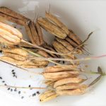 Å sanke frø i hagen - Akeleiefrø