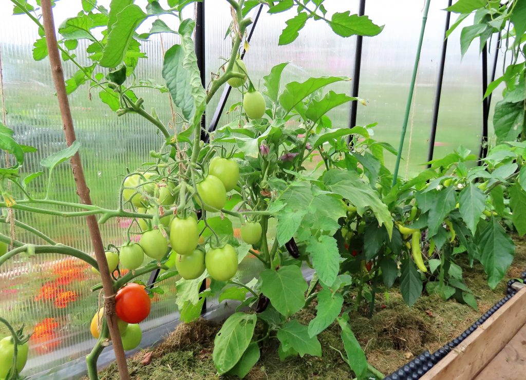 Tomater i Eliannes drivhus