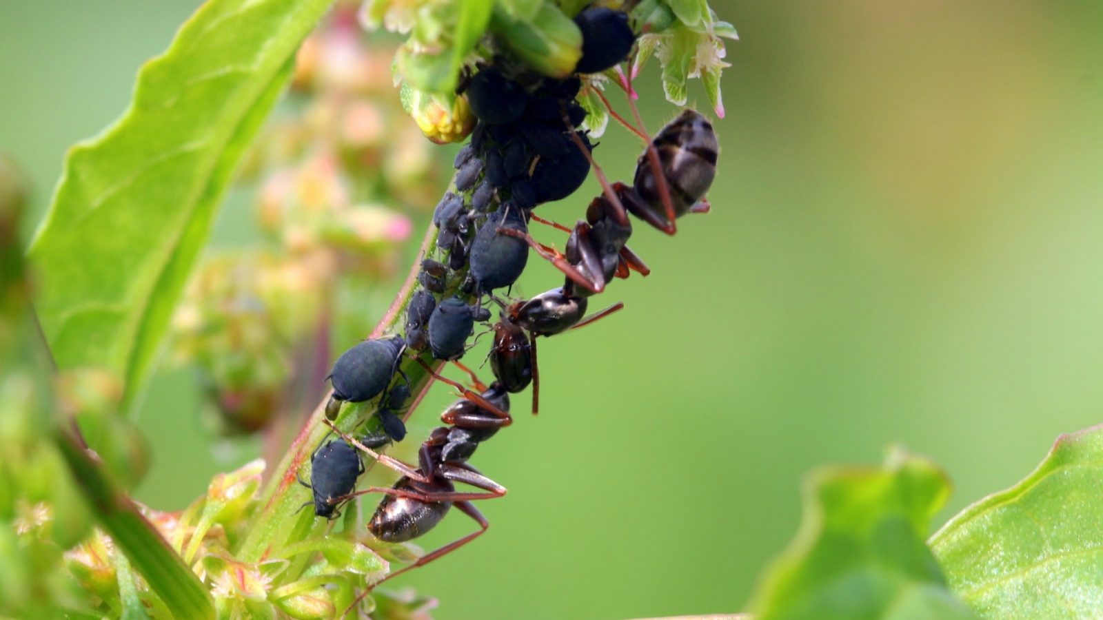 Foto Pixabay - maur - bekjempe maur og bladlus i frukttrær - lus og maur i massevis