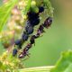 Foto Pixabay - maur - bekjempe maur og bladlus i frukttrær - lus og maur i massevis