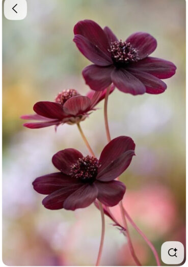 Fluffy Sjokoladekosmos