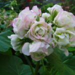 Rosa pellargonia blant uttallige sorter
