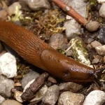 Brunsnegler i hagen – hvorfor de kommer og hvordan du bekjemper dem