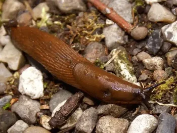 Brunsnegler i hagen – hvorfor de kommer og hvordan du bekjemper dem