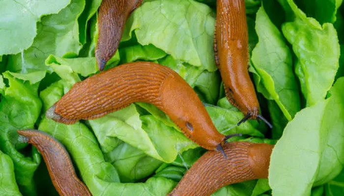 Bekjempelse av brunsnegler i hagen - brunsnegler på salatblader